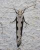 Ethmia bipunctella